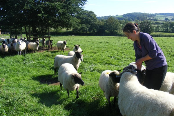 Femme s'occupant de moutons