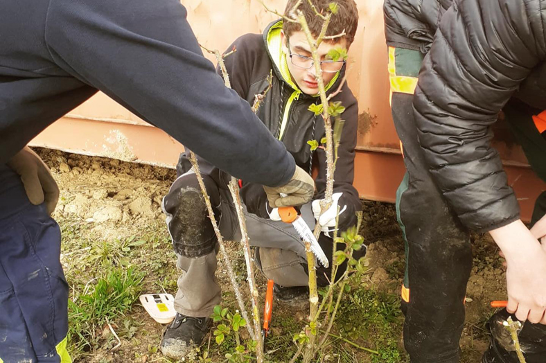 Taille des arbustes et des rosiers au CFA