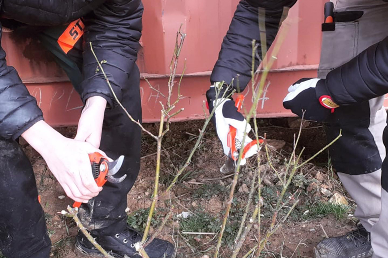 Taille des arbustes et des rosiers au CFA