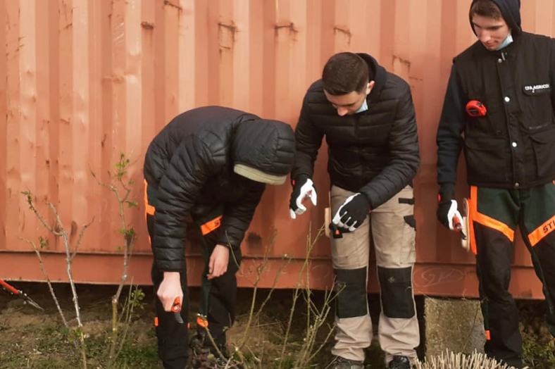 Taille des arbustes et des rosiers au CFA