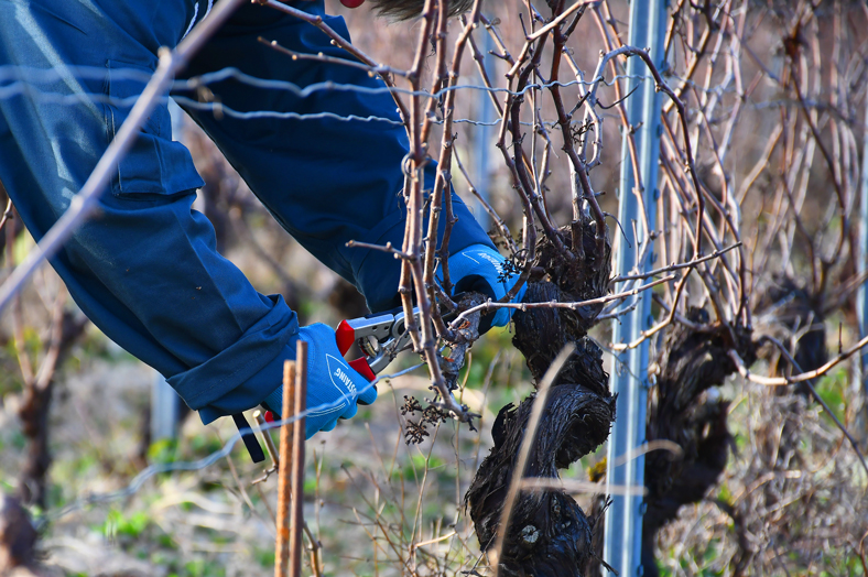 La Viticulture au CFA Agricole de l’Yonne