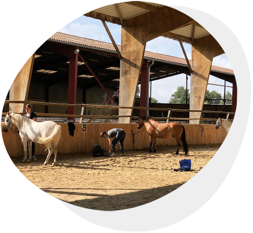 CAP Palefrenier Soigneur