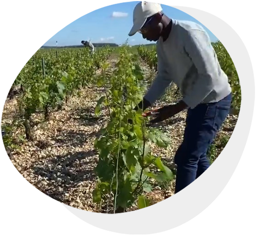 BPA Ouvrier Viticole