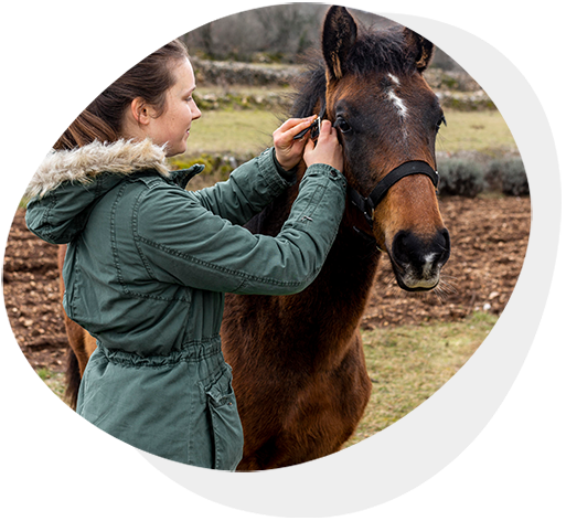 CS Éducation & Travail des Jeunes Équidés